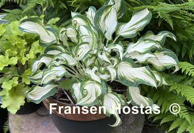 Hosta Marshmallow Sky